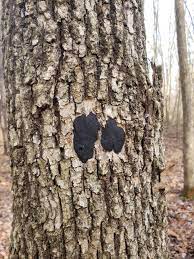 For any kind of fungus. Black Spots On Tree Bark 609087 Ask Extension