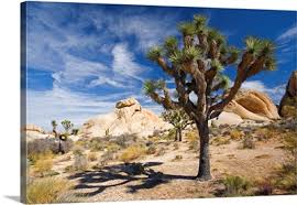 >>> unframed prints and canvas wraps are also available. Joshua Tree National Park Wall Art Canvas Prints Joshua Tree National Park Panoramic Photos Posters Photography Wall Art Framed Prints Amp More Great Big Canvas