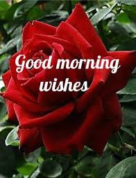good morning photo के लिए इमेज परिणाम