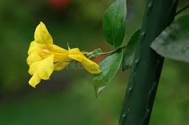 Image result for Gelsemiaceae