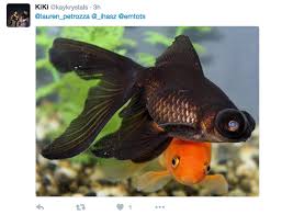 People Are Losing It Over A Photo Of This Girl With Poison Ivy On Her Eyes Goldfish Types Goldfish Aquarium Fish
