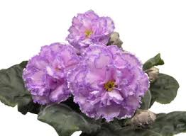 One mature, this simply means repotting the plant with some fresh soil, into the same step 1: 20 Different African Violet Varieties Photos Garden Lovers Club