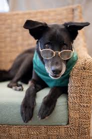 Second chance animal rescue & sanctuary. Shelter Dress Senior Dogs As Senior Citizens For Adoption Photoshoot