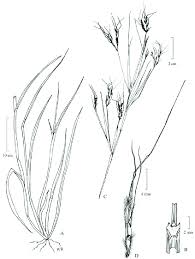 Image result for Andropogon pseudapricus