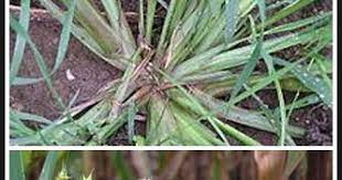 Rumput grinting (cynodondactylon) adalah jenis rumput yang memiliki kemampuan agak berlebihan dalam hal di indonesia dikenal dengan rumput grinting, rumput bermuda, suket grintingan(jawa). Herbisida Untuk Menumpas Gulma Berdaun Sempit Dan Lebar Kliktani Com