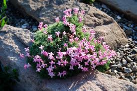 Image result for Aspilia pluriseta