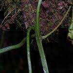 Image result for Momordica foetida