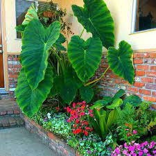 We did not find results for: Adolenb Seeds 20 Pcs Heirloom Alocasia Macrorrhiza Seed Giant Taro Seeds Elephant Ear Outdoor Indoor Plants Bonsai Perennial Buy Online In Bulgaria At Bulgaria Desertcart Com Productid 152927481