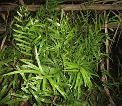 Image result for Lindsaea ensifolia