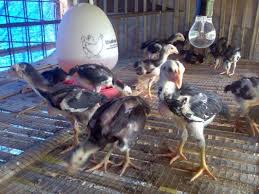 Ayam Aduan 2021 Cara Merawat Anak Ayam Bangkok Umur 0 Sampai 4 Bulan