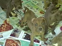 We did not find results for: Pitbull For Sale Kentucky