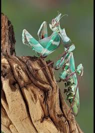 The set will include on disc 1: Yaasss Witches Giant Devil Flower Mantis Idolomantis Facebook