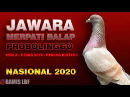 Oct 07, 2013 · sejak agustus 2015, tdr bf resmi bubar, dan kami tidak melatih dan beternak burung merpati lagi. Para Juara Merpati Balap Nasional Probolinggo 2020 Youtube