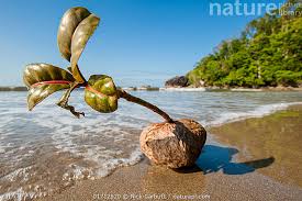 Image result for Barringtonia asiatica