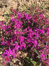 Image result for Aizoon schellenbergii