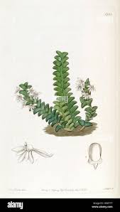 Image result for Angraecum distichum