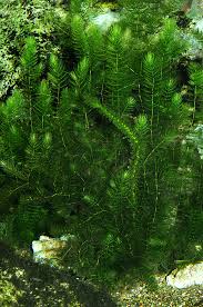Image result for Ceratophyllum