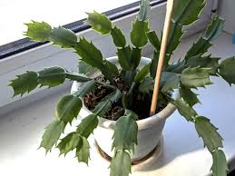 Christmas cactus plants have long lives and are often passed from generation to generation. Rotten Christmas Cactus Roots How To Fix Holiday Cactus With Root Rot