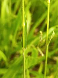 Image result for Urochloa eminii