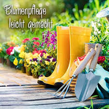 Aldi Sud Blumenpflege Aldi Pflege Tipps