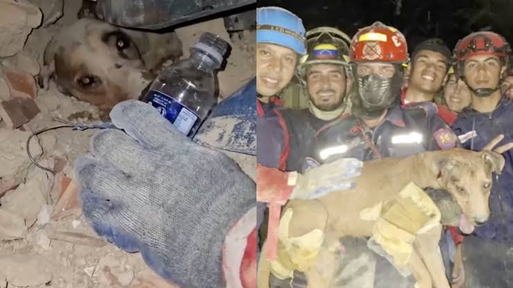 Rescuers providing water to the pinned animal before carefully extracting it from the wreckage., do AI tạo