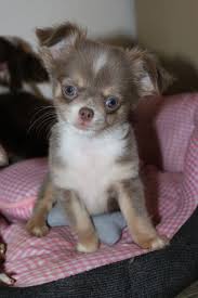 Chihuahua Lila Chihuahua Lilac Chihuahua Puppies Chihuahua Cute Baby Animals