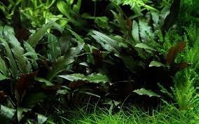 It has a unique bronze color to it. Cryptocoryne Beckettii Petchii Tropica Aquarium Plants