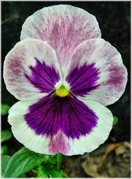 Do Shakespearean Concoctions Really Work Pansies Flowers Beautiful Flowers Flower Photos