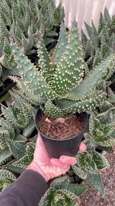 Image result for Aloe aculeata × ortholopha