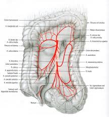 Rita janes / настанова 00339. Http Semmelweis Hu Anatomia Files 2018 01 Colon Rt Pdf