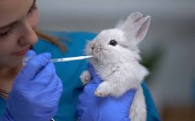 Community pet clinic near me. Veterinary Clinics In Abu Dhabi Pet Oasis The City Vet More Mybayut
