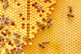 Contribute to apache/hive development by creating an account on github. Tackling The Honey Bee Hives Dispenser Amenities