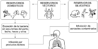 Q fever or query fever is a disease caused by infection with coxiella burnetii, a bacterium that affects humans and other animals. Rutas De Infeccion De La Fiebre Q Download Scientific Diagram