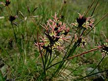 Image result for Juncus lomatophyllus