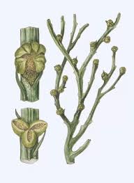 Image result for Psilotrichum