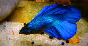 It's always a good idea to examine your betta fish whenever you feed them to see if there are any changes in their behaviour or physical appearance. Can Betta Fish Die And Come Back To Life