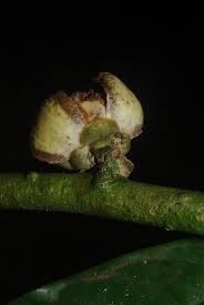 Image result for Uvariodendron