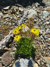 Image result for Ranunculus  cooleyae