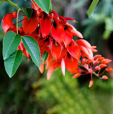 Image result for Erythrina crista-galli