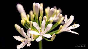 Agapanthus Flower Timelapse Youtube