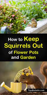 Protecting potted plants from squirrels is basically a matter of trial and error, but the following suggestions are certainly worth a try. 10 Smart Ways To Keep Squirrels Out Of Flower Pots The Garden Get Rid Of Squirrels Keep Squirrels Out Of Garden Garden Pests