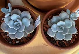 Image result for Margaretta rosea