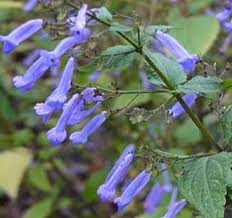 Image result for Isodon ramosissimus