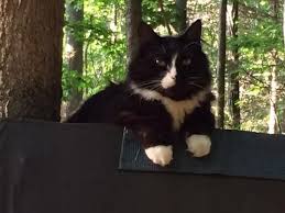 Black And White Striped Cat In Memory Of Sebastian Rainbow Bridge Cat Rescue Charity Donation Rec Photo Cat Rainbow Bridge Cat Cat Lovers Cat Rescue