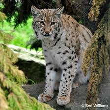 Copyrights © 2012 lynx auto. Eurasian Lynx International Society For Endangered Cats Isec Canada
