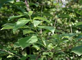 Image result for Rotheca aurantiaca