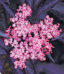 Pin Auf Garten