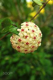 Pin On Interior Plants