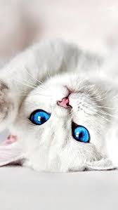 Download White Kitten Wallpaper By Turboguy A7 Free On Zedge Now Browse Millions Of Popular Cat Wallpapers And Ringtones On Zedge And Personali Cute Cats