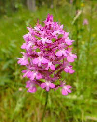 Vernacular names edit wikidata 'anacamptis pyramidalis'. Pyramidal Orchid Anacamptis Pyramidalis By Patomarazul Jungledragon